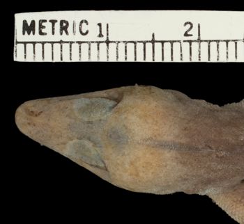 Media type: image;   Herpetology R-156207 Aspect: head dorsal